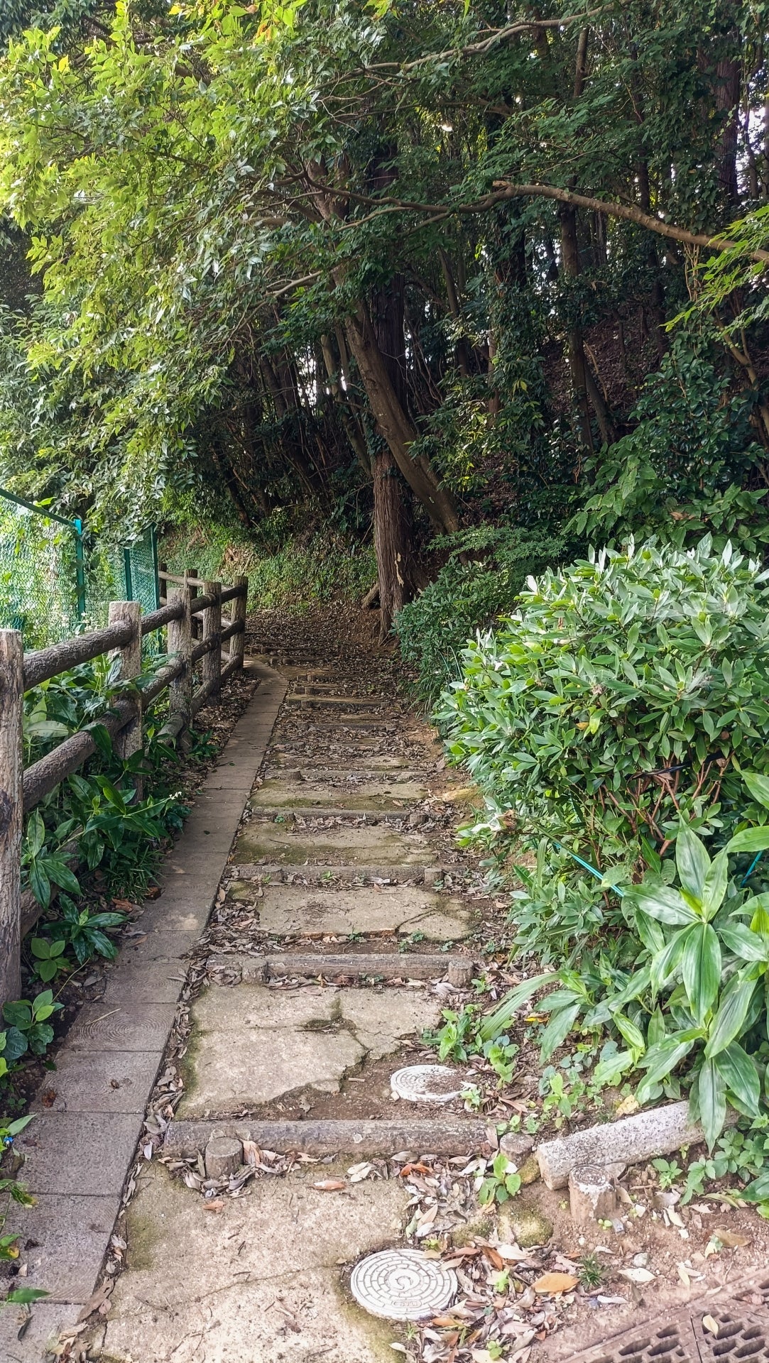 森林公園の小道のイメージ写真（写真AC）