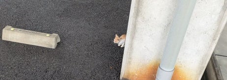 駐車場の柱の陰にいた、保護当時の福ちゃん / 飼い主さん（@snnnov）のXより