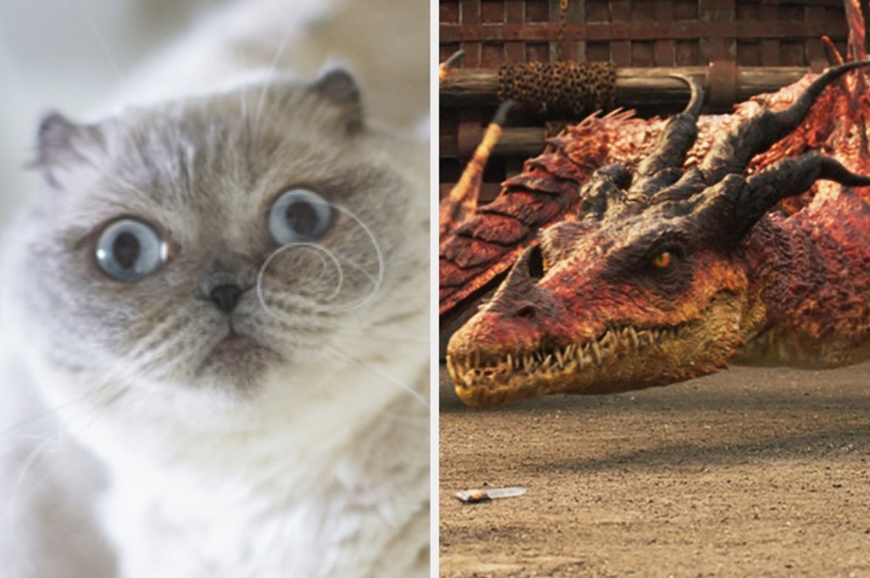 Which "Fourth Wing" Dragon Would You Bond With Based On Your Cat?