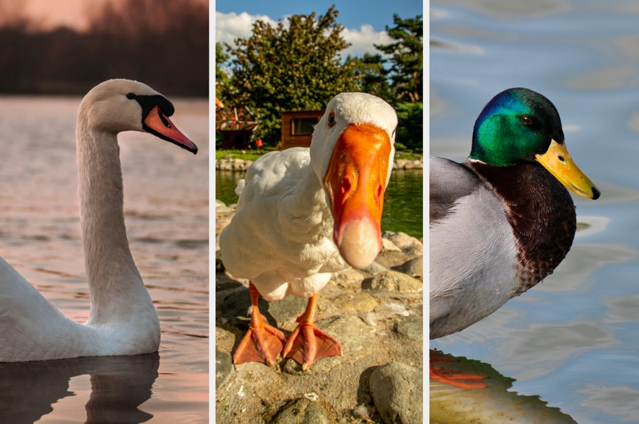 Are You A Duck, Goose, Or Swan?