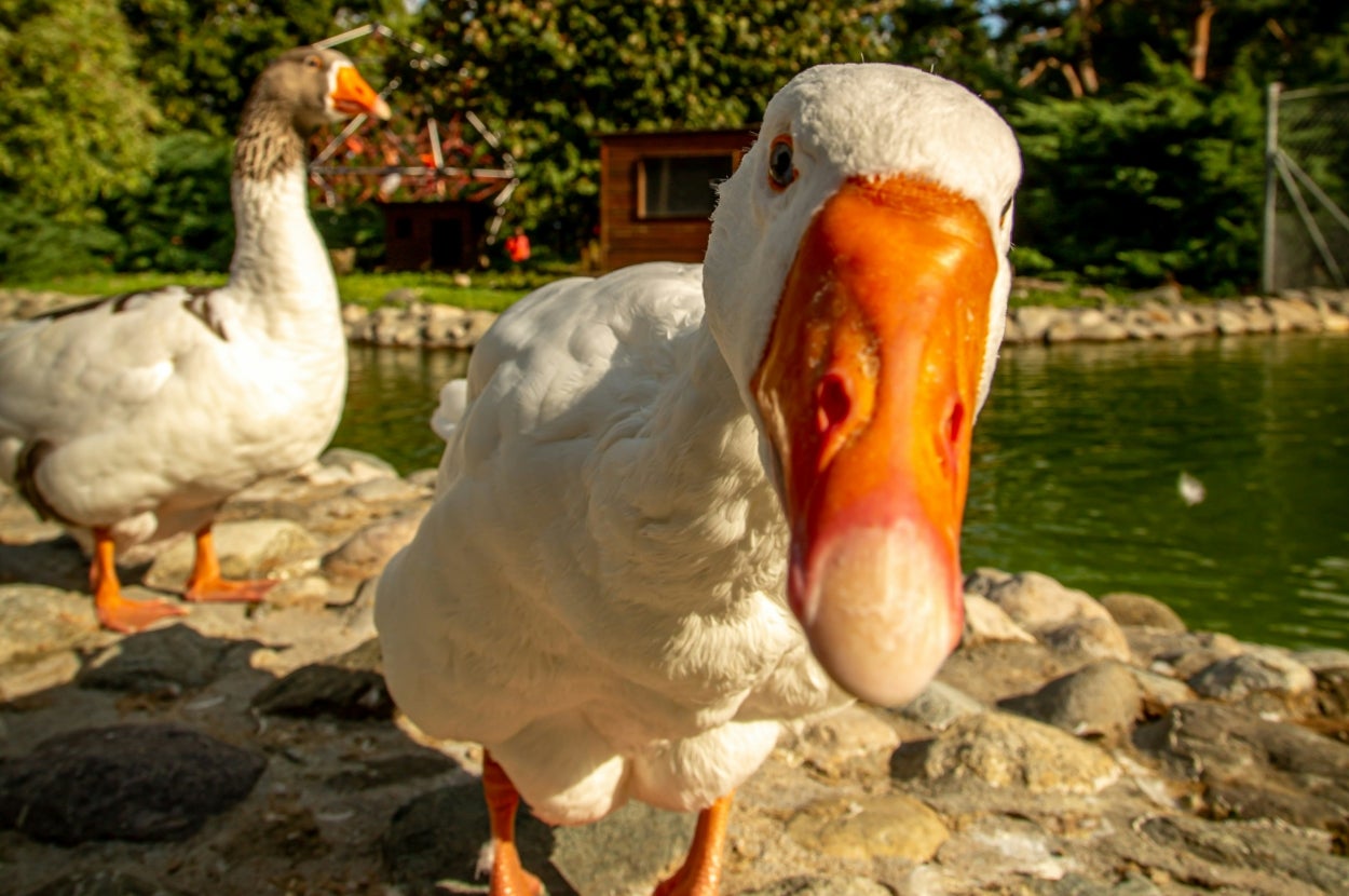 Two geese by a pond; one goose is close to the camera with its beak prominent, while the other stands in the background