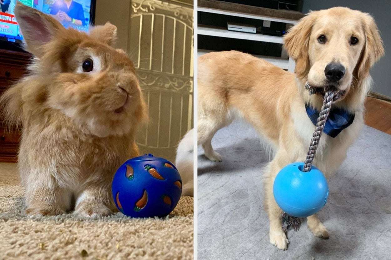 A rabbit and a dog each play with blue ball toys indoors, showcasing pet gift ideas
