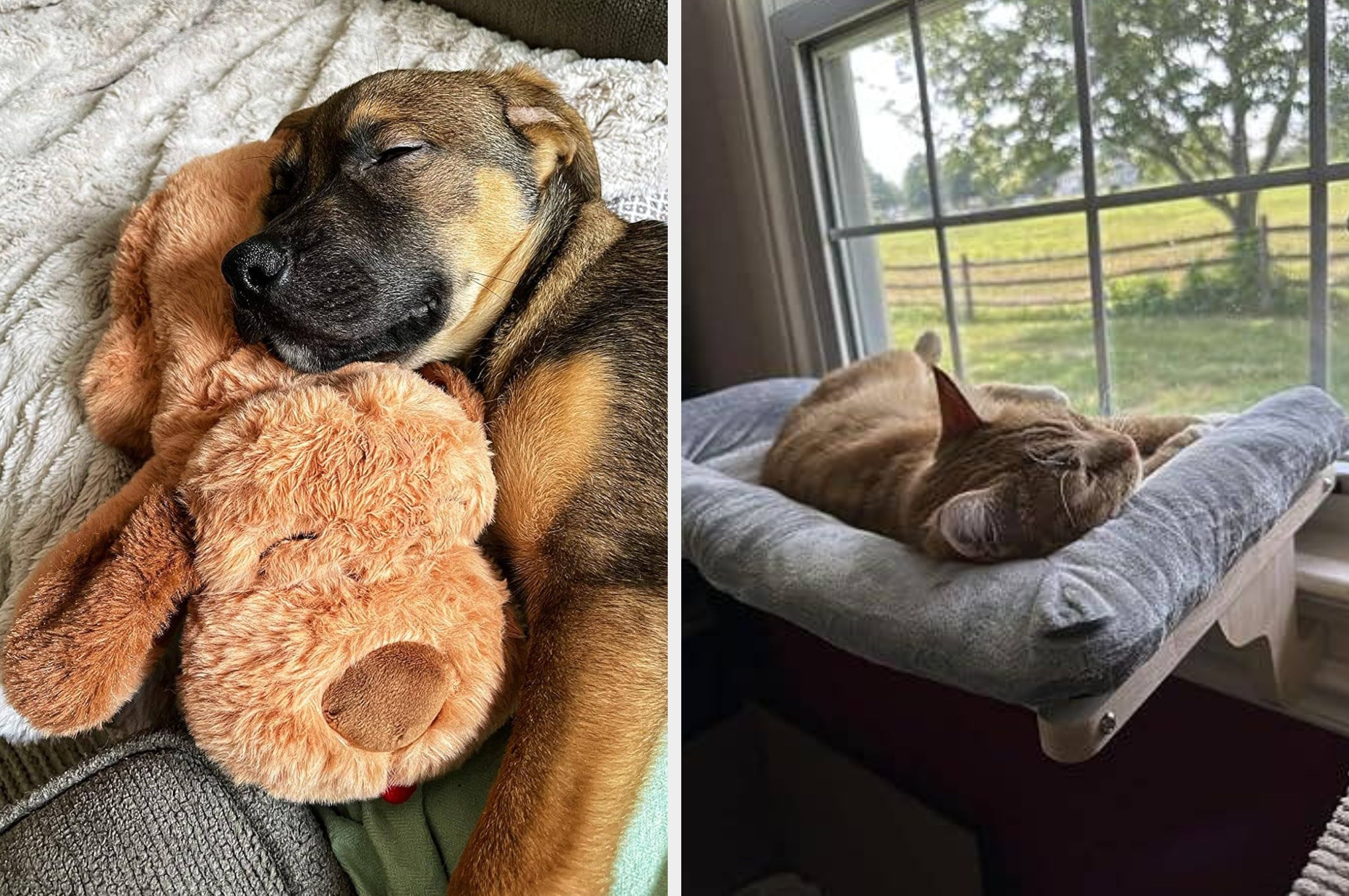 Left: Puppy snuggling a plush toy. Right: Cat lounging on a windowsill bed, napping in the sunlight