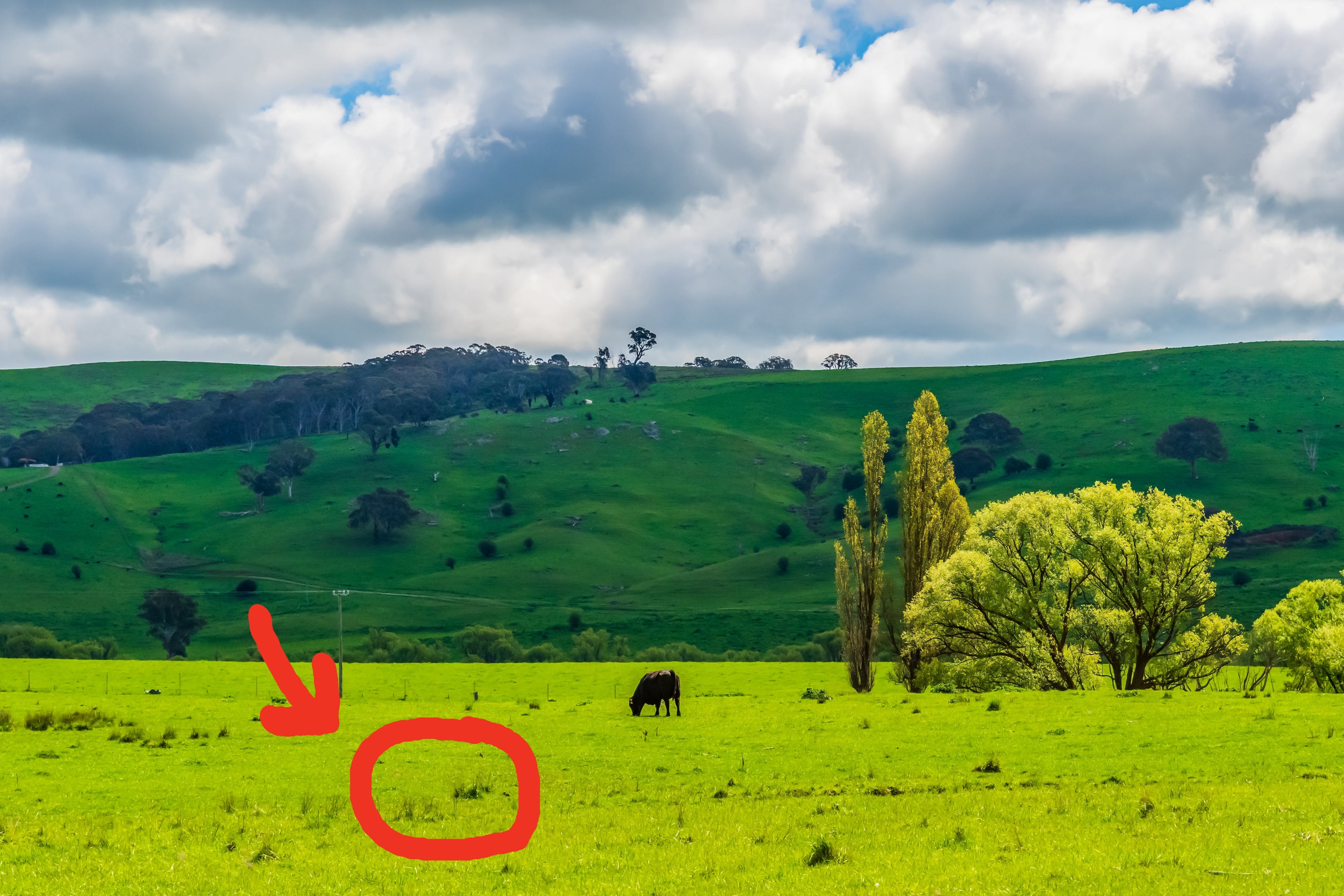 A lush greenish scenery with rolling hills nether a cloudy sky, featuring a lone cattle grazing adjacent a clump of trees