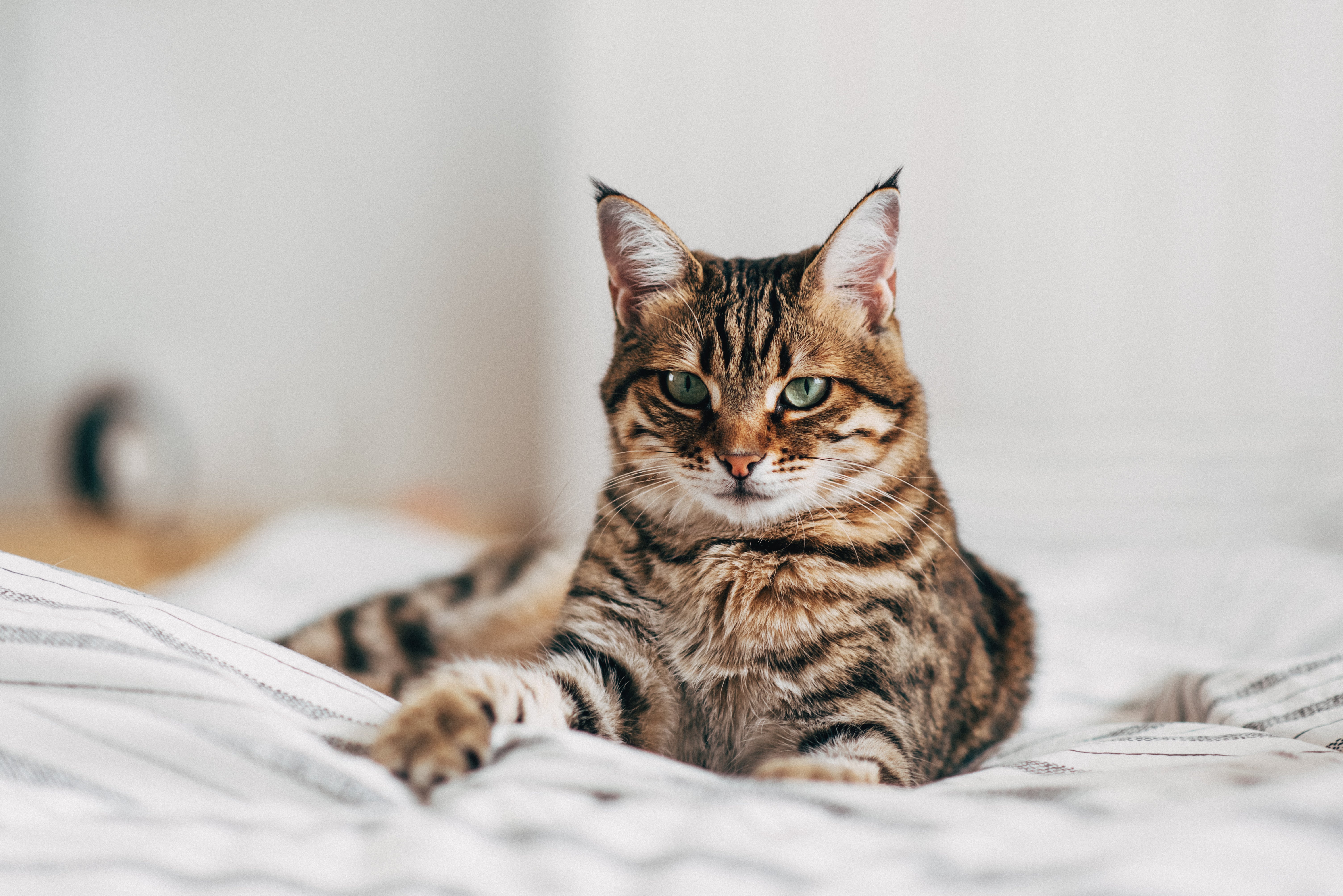 A fluffy tabby cat lies on a bed, looking directly at the camera with a relaxed but regal demeanor