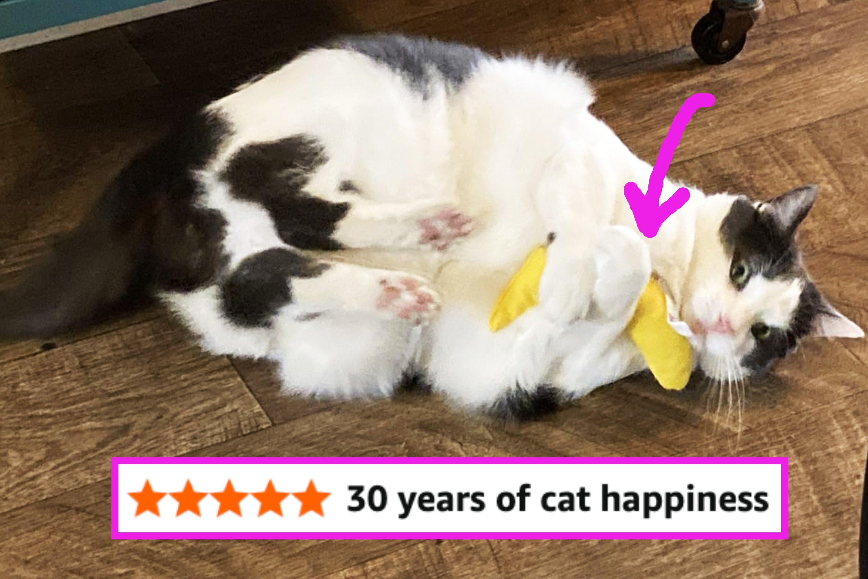 If Your Reason For Existing Is To Make Your Cat Happy, Here Are 47 Things To Buy