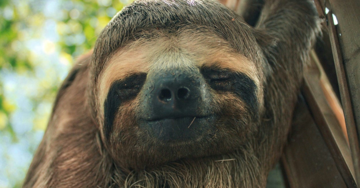 I'm Not Calling You Ugly, I'm Just Saying You Embody An Ugly-Cute Animal — Let's Find Out Which One