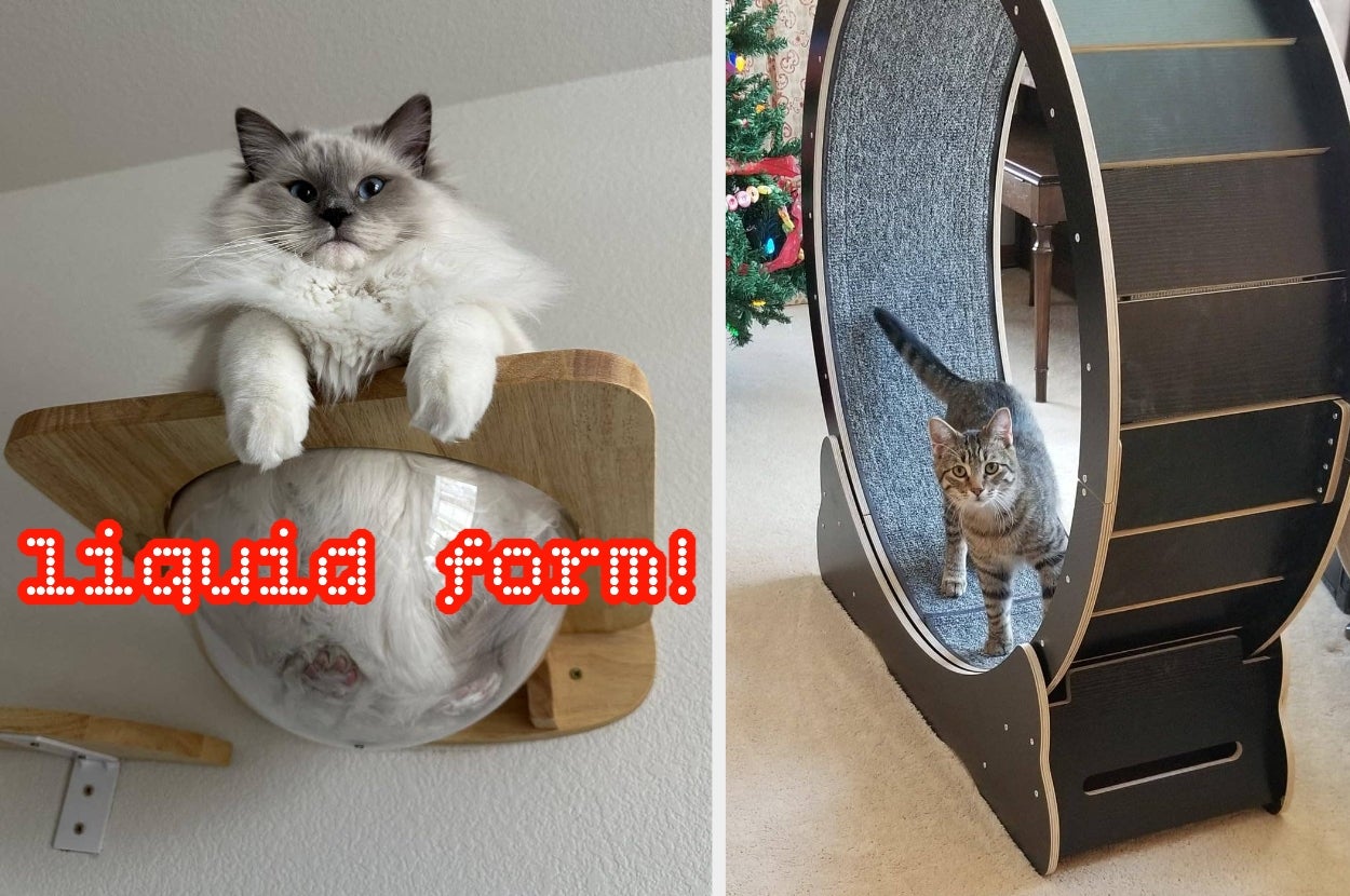 Two cats: fluffy one lounging on a wooden perch with "liquid form!" text, and tabby exploring a large cat exercise wheel