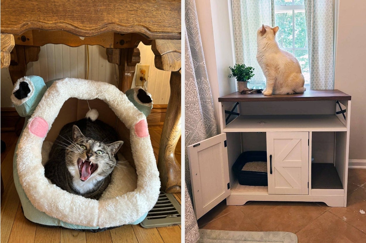 Two cats indoors: one tabby yawning in a cozy bed, another white cat perched on a cabinet looking out a window