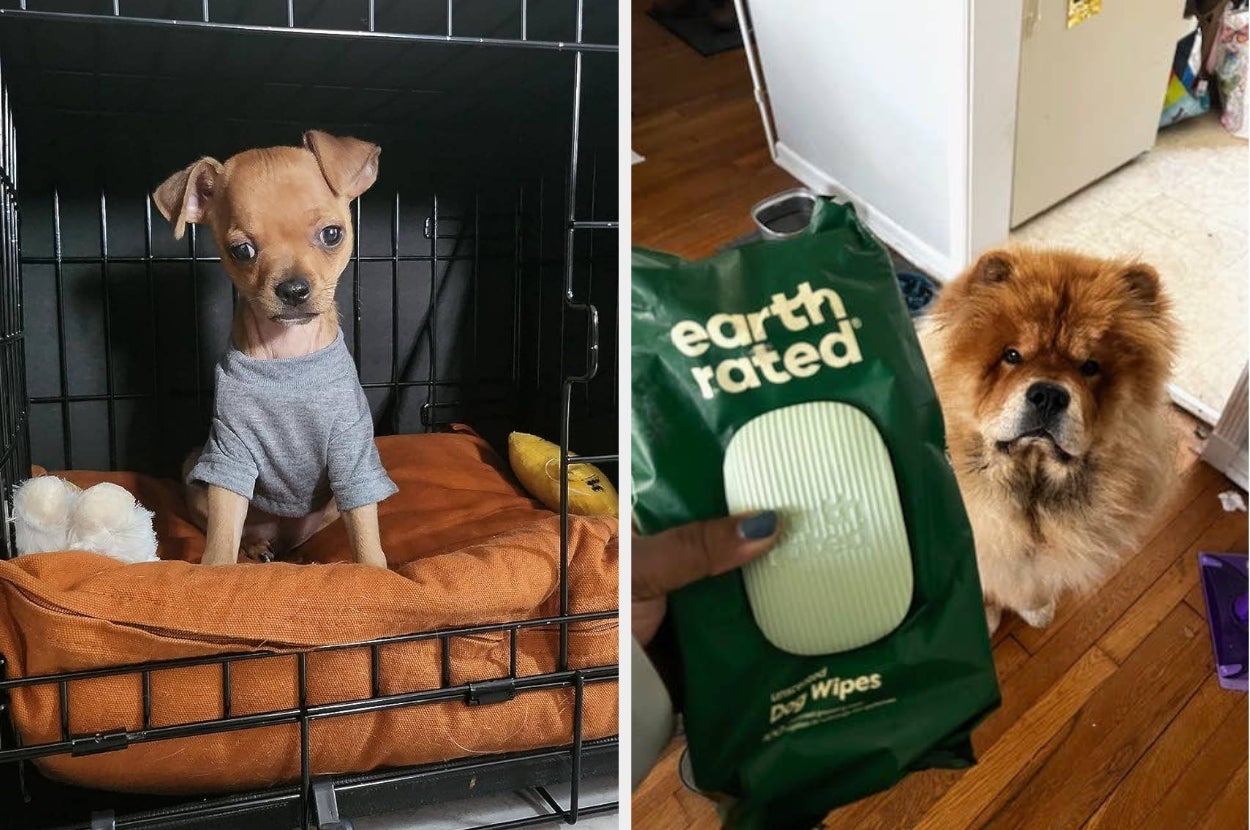 Two small dogs: one in a crate on a bed, the other beside paw wipes. Featured in a shopping-themed article