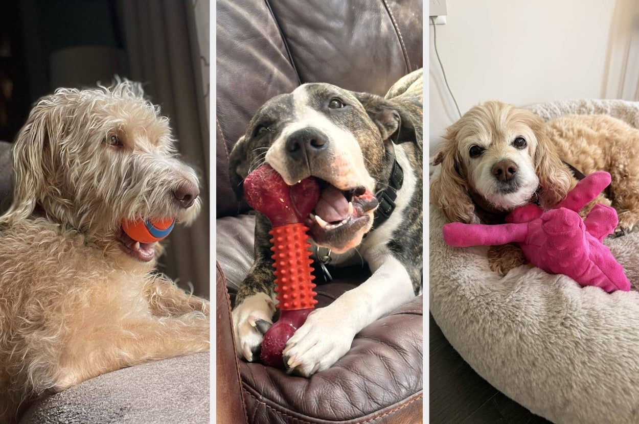 Three dogs relaxing with chew toys: a curly-haired dog with a ball, a black and white dog with a rubber bone, and a spaniel with a plush toy