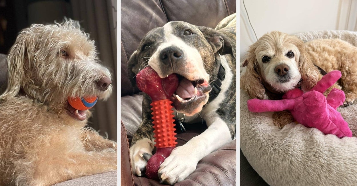 27 Toys Under $10 That’ll Keep Your Dog Entertained