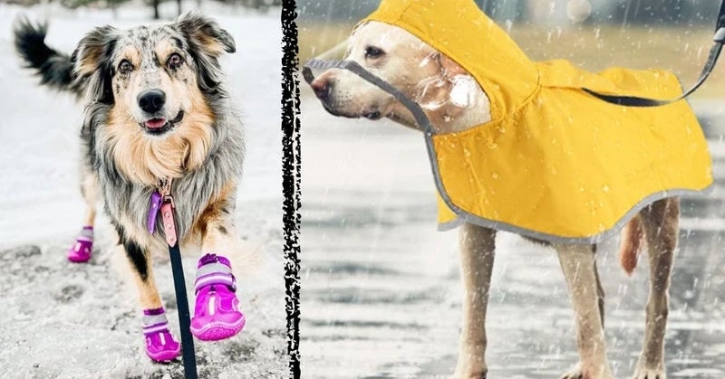 9 Dog-Walking Essentials For Cold And Rainy Weather