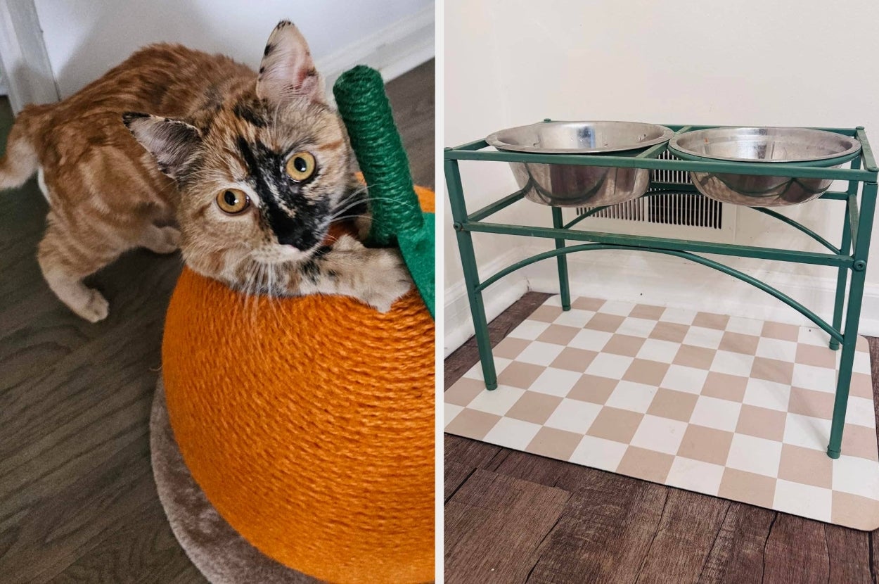 Cat playing with pumpkin-shaped scratcher; elevated pet bowls on checkered mat