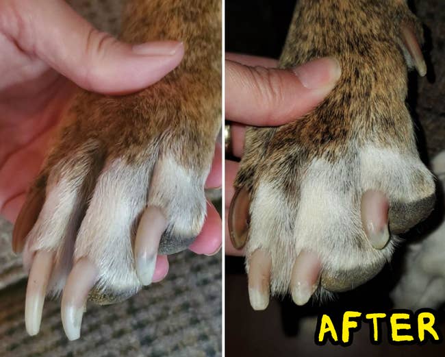 Before photograph of a dog's overgrown nails and an aft photograph of the aforesaid canine with nails that are neatly trimmed