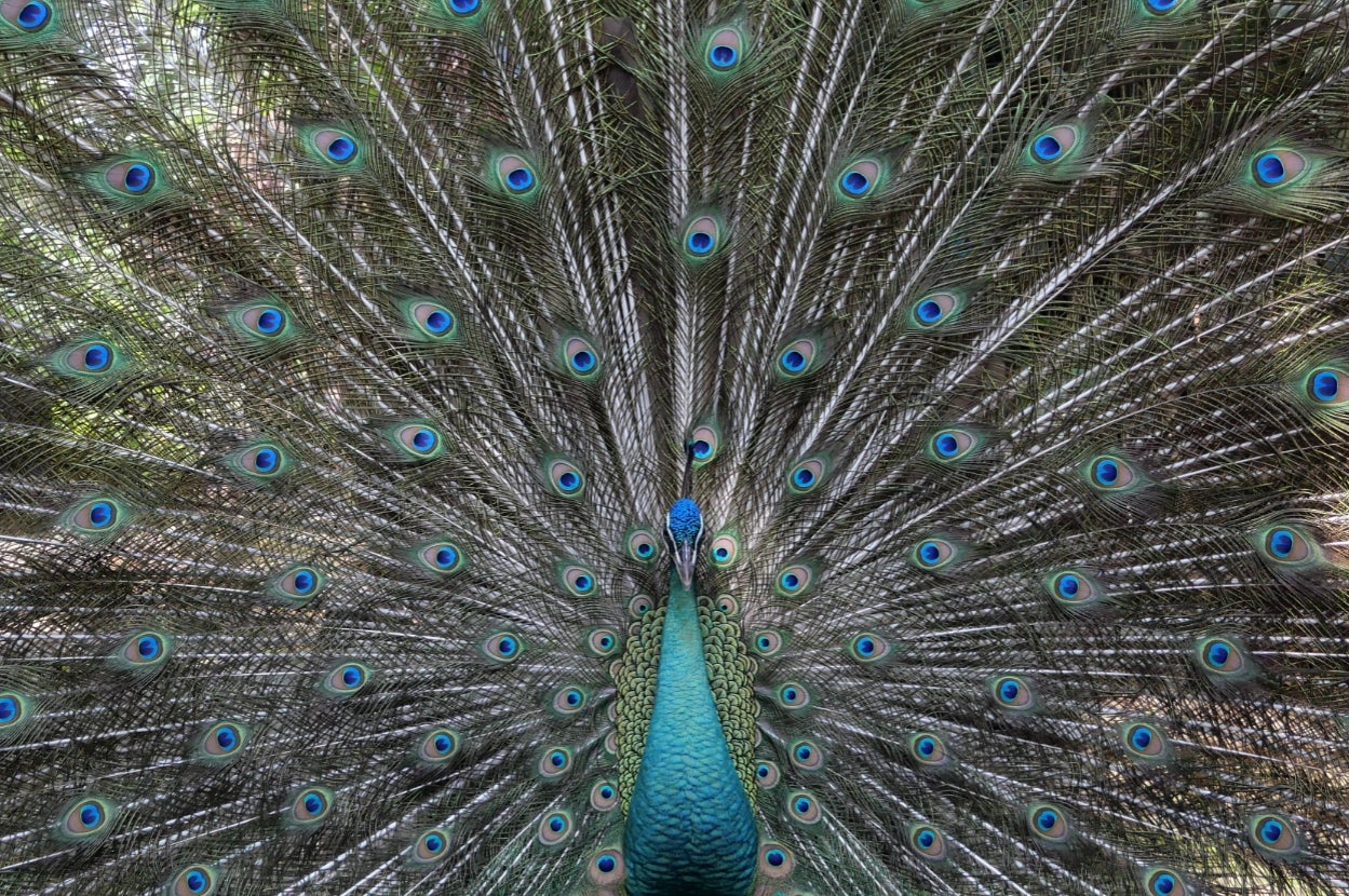 A peacock displaying its fully fanned tail feathers with intricate eye patterns