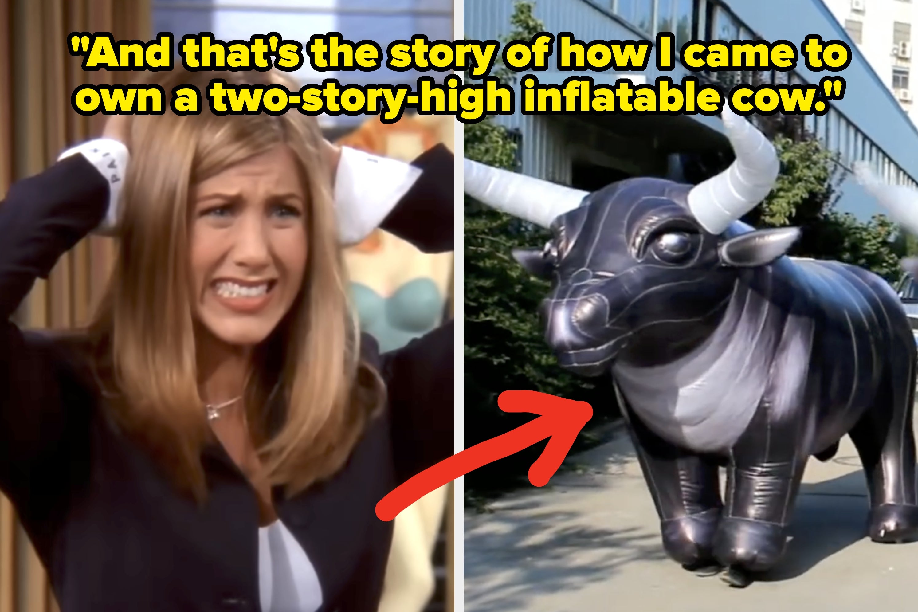 Split image: Left shows a surprised woman with hands on head; right shows a large inflatable cow with text about owning it