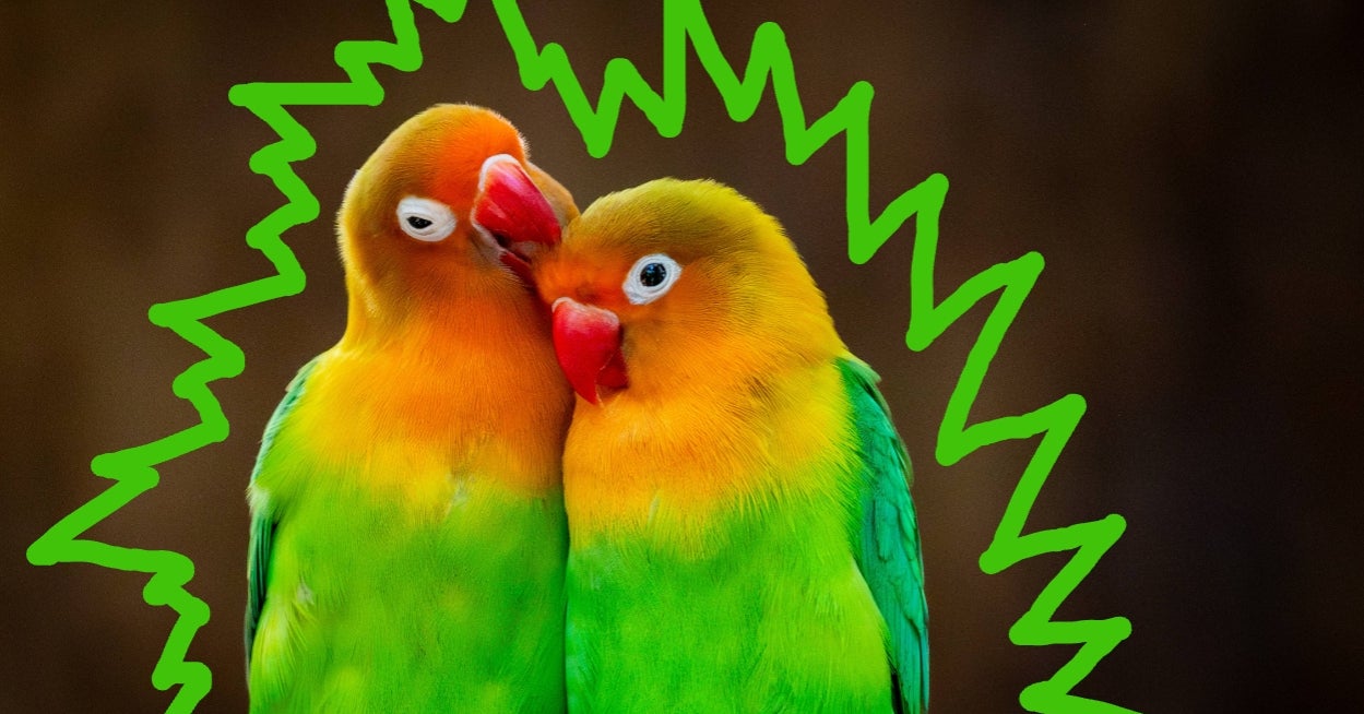 Choose From A Rainbow Of Objects And I'll Let You Know Which Colorful Creature You Are!