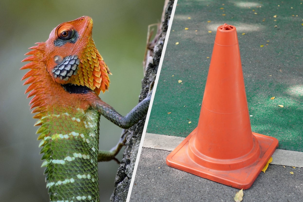 Lizard on a tree with a spiky red-orange head beside an orange traffic cone on pavement