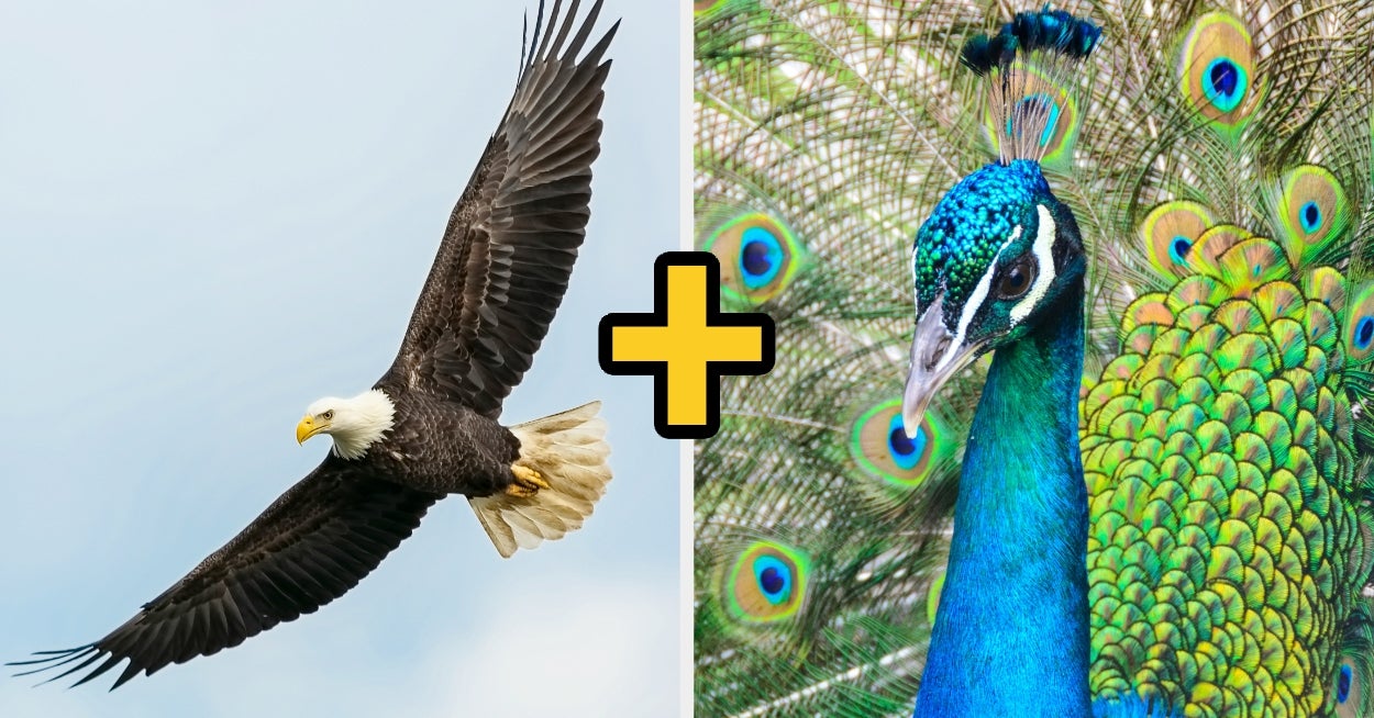 You Don't Embody One Bird, But TWO — Let's Find Out Which Feathered Friends They Are