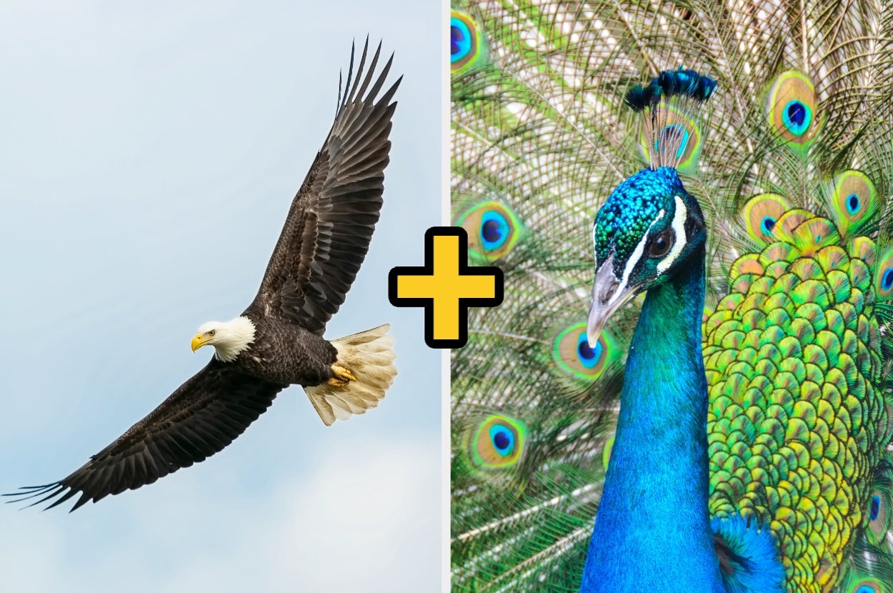 Which Two Bird Personalities Are You?