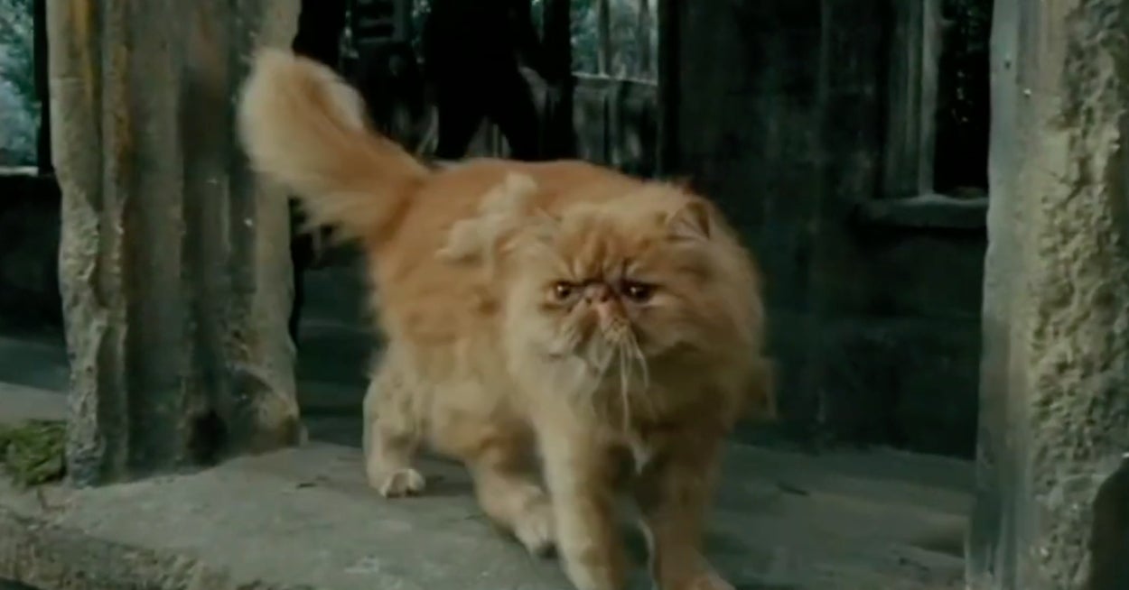 This Hogwarts House Quiz Isn't For You — It's For Your Pet