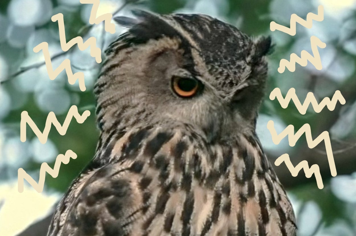 An owl with patterns around its head, sitting amid blurred foliage
