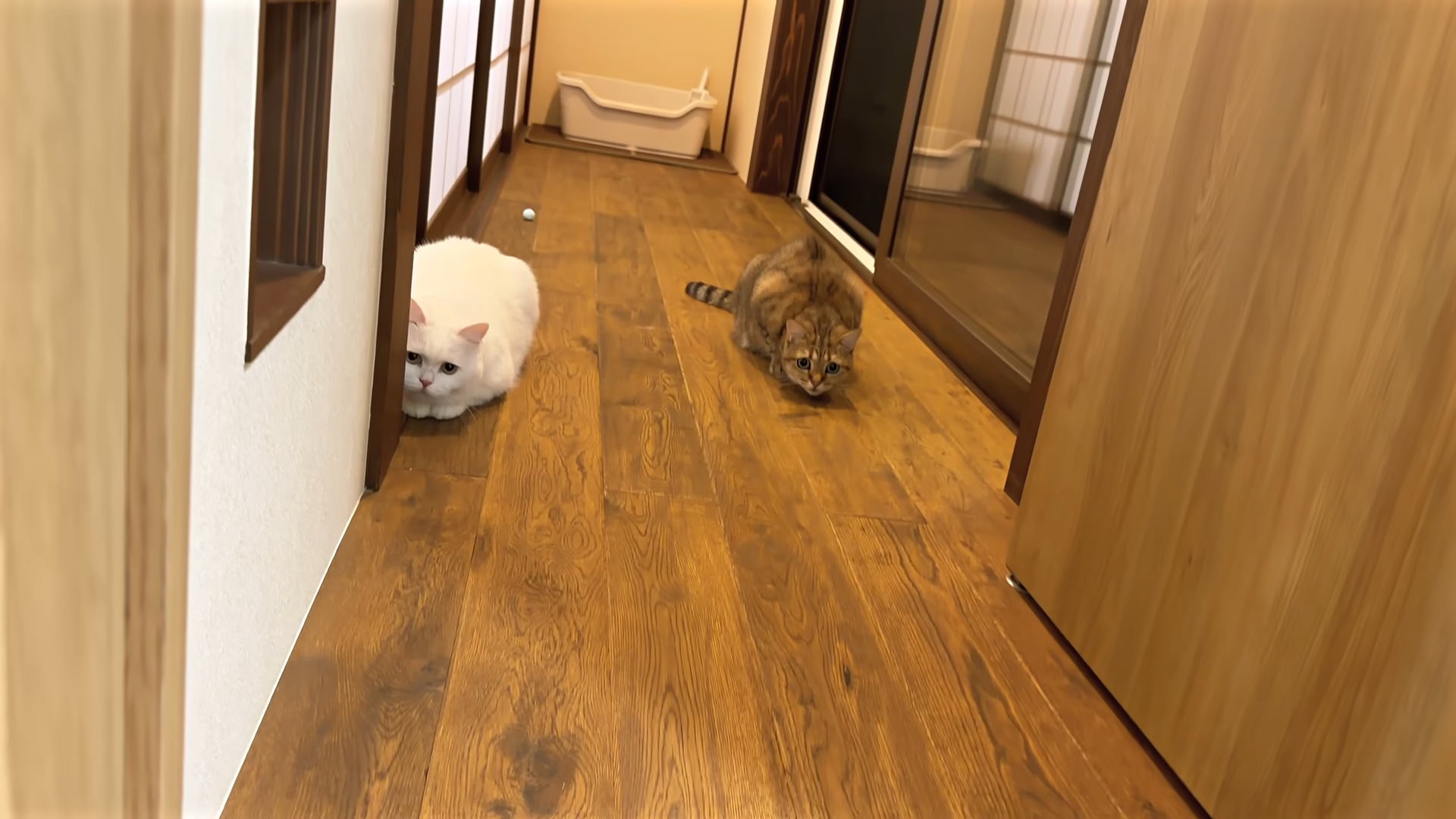 2匹の猫が木の床の廊下に横たわっている様子。奥には猫用トイレが見える。