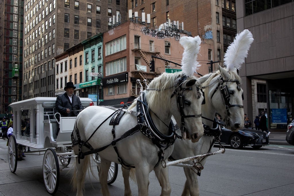 A white horse-drawn carriage with feathered decorations on the horses travels through a city street with an urban backdrop