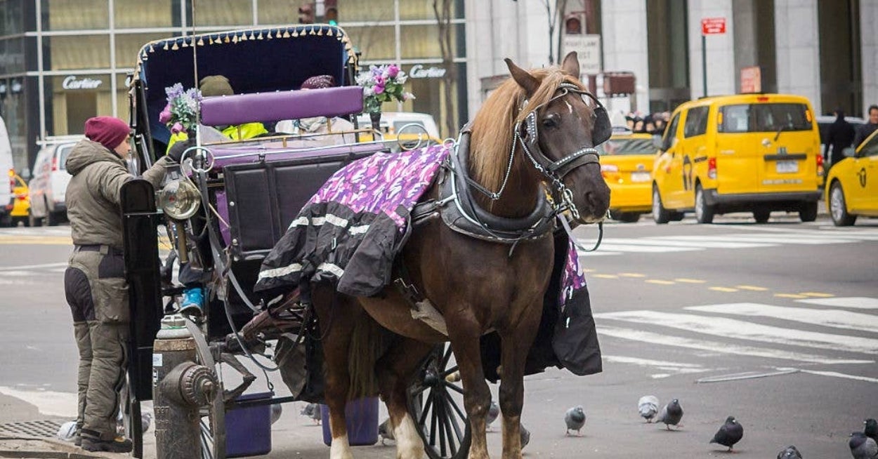 NYC Just Voted To Ban Horse-Drawn Carriages, And These Photos Really Make You Understand Why