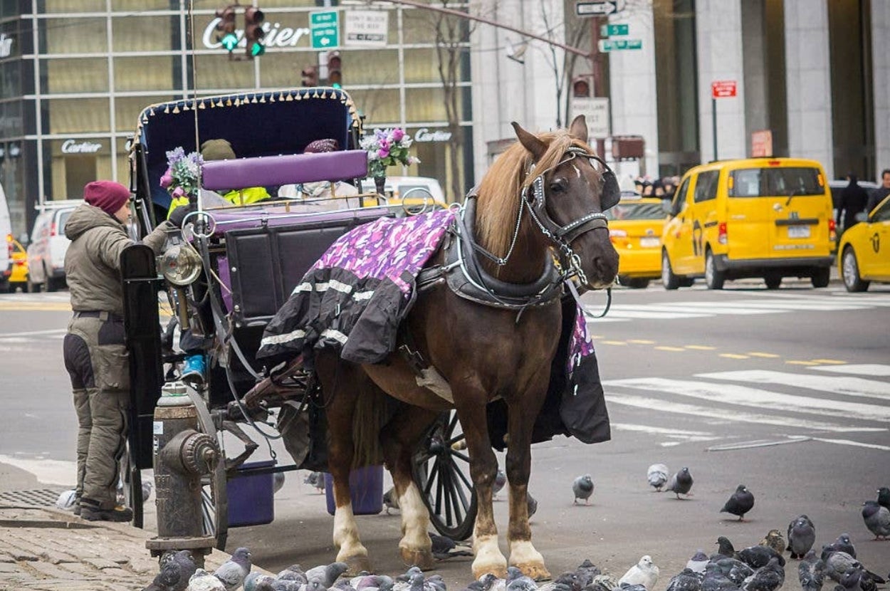 Horse with a carriage stands on a city street, surrounded by pigeons. Taxis and buildings are visible in the background