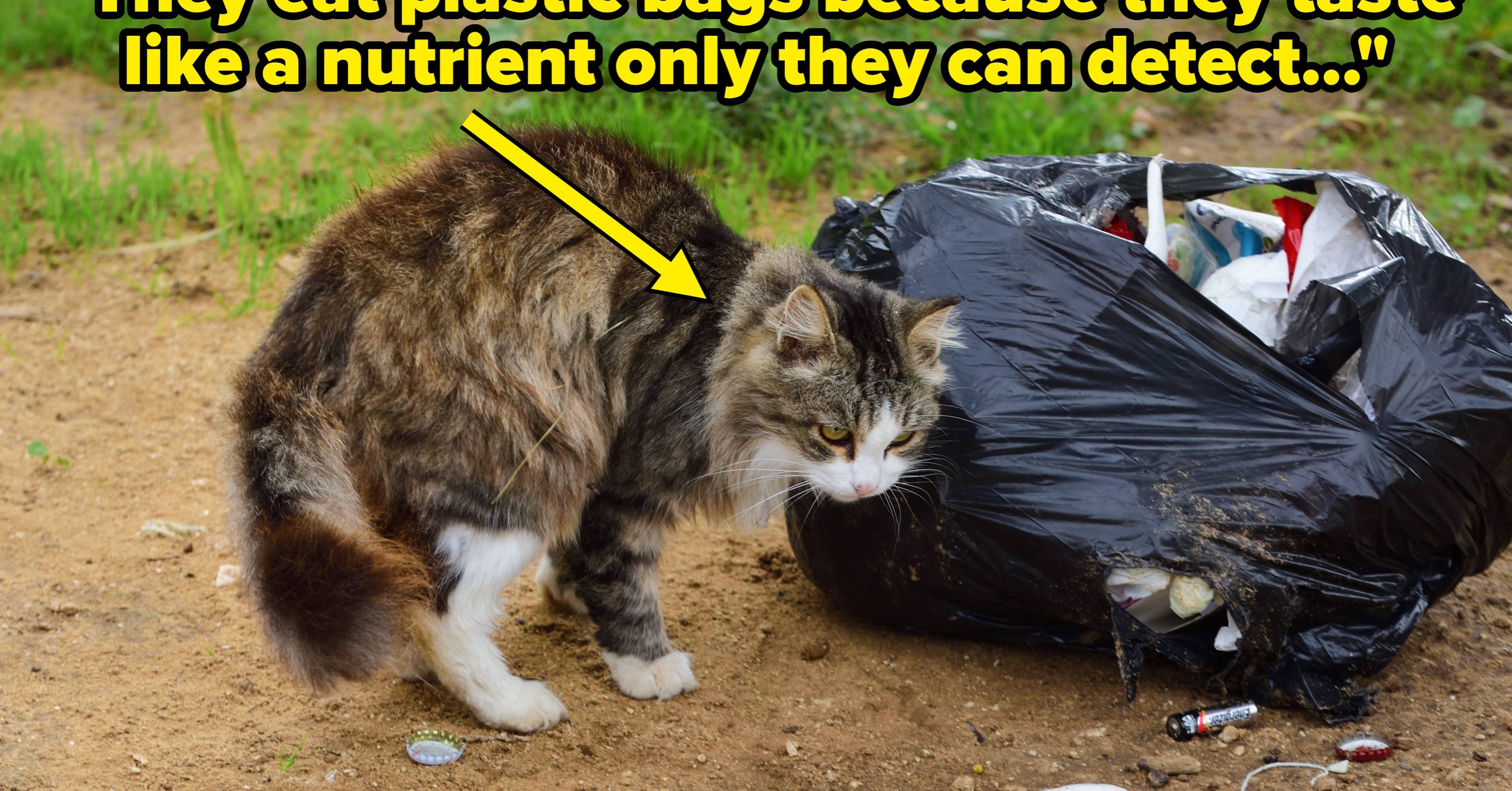 "To A Cat, It’s A Great Compliment": 17 Reasons Behind Pets' "Weird" Habits That I'm Willing To Bet Even The Biggest Animal Lovers Don't Know