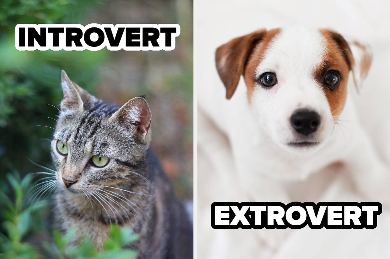 Split image: left shows a cat labeled "Introvert," right shows a puppy labeled "Extrovert."