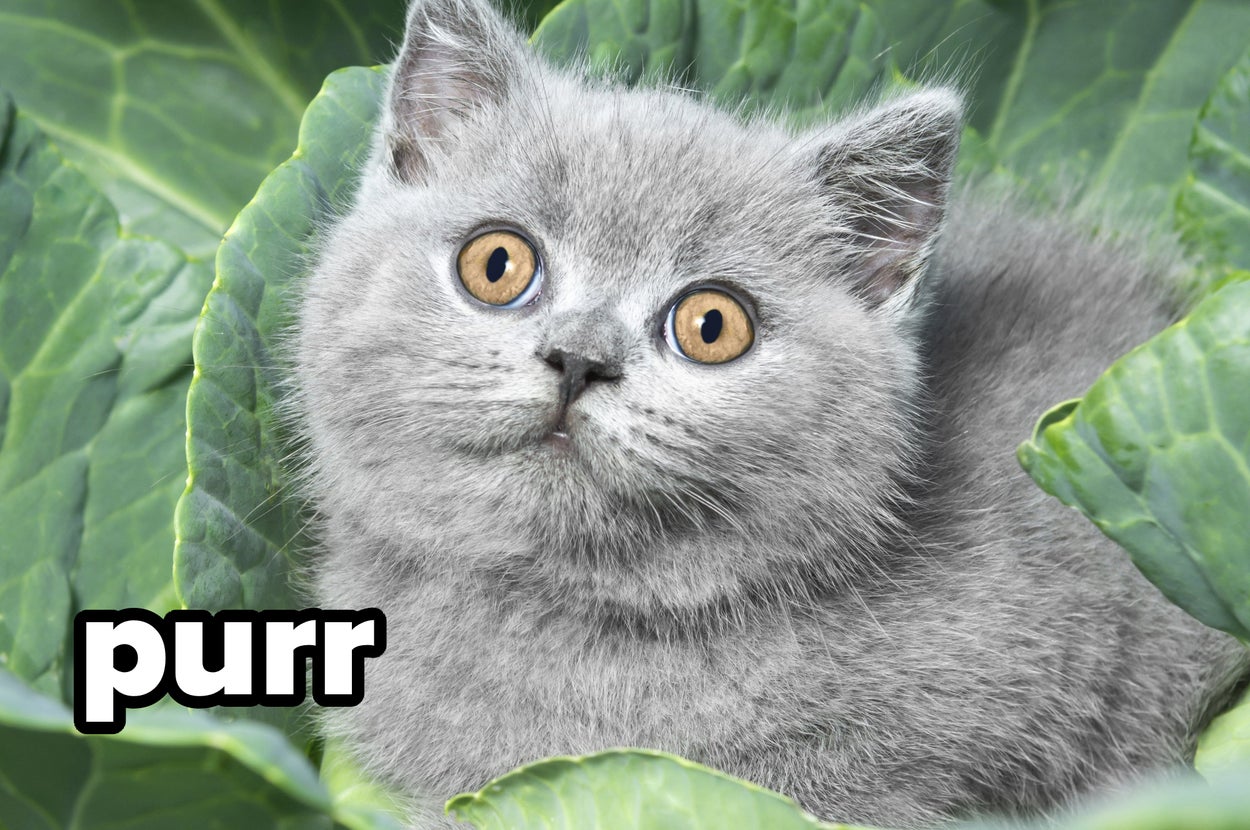 Most People Don't Know These Random Cat Facts — Prove Me Wrong