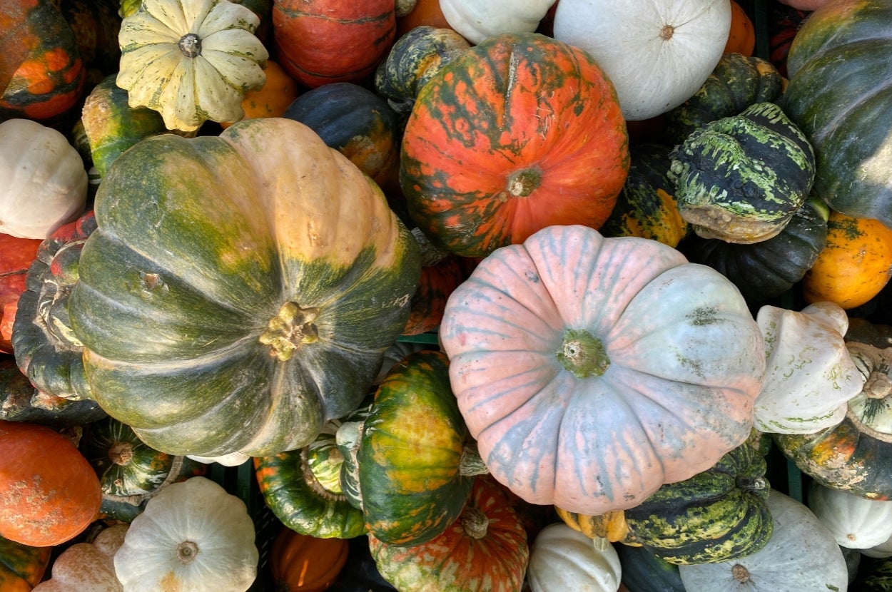 Spend The Day As A Pumpkin And See What Type Of Pumpkin You Are