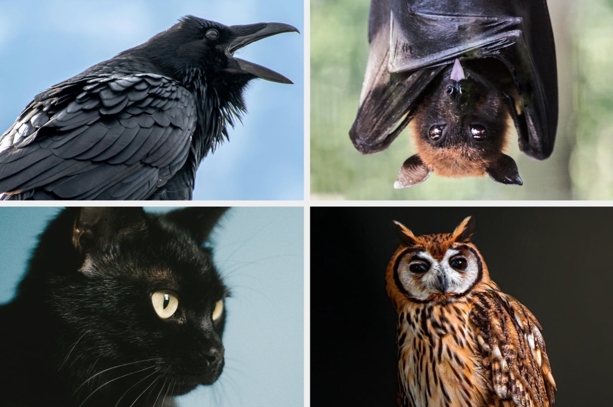 Raven calling, bat hanging upside down, black cat with yellow eyes, and owl looking ahead; all animals have distinctive features