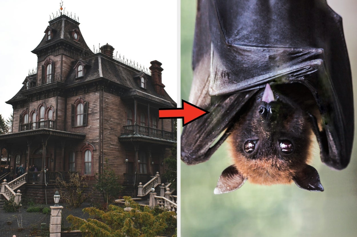 Pick Some Items Associated With Halloween And I'll Tell You Which Halloween Animal You Are