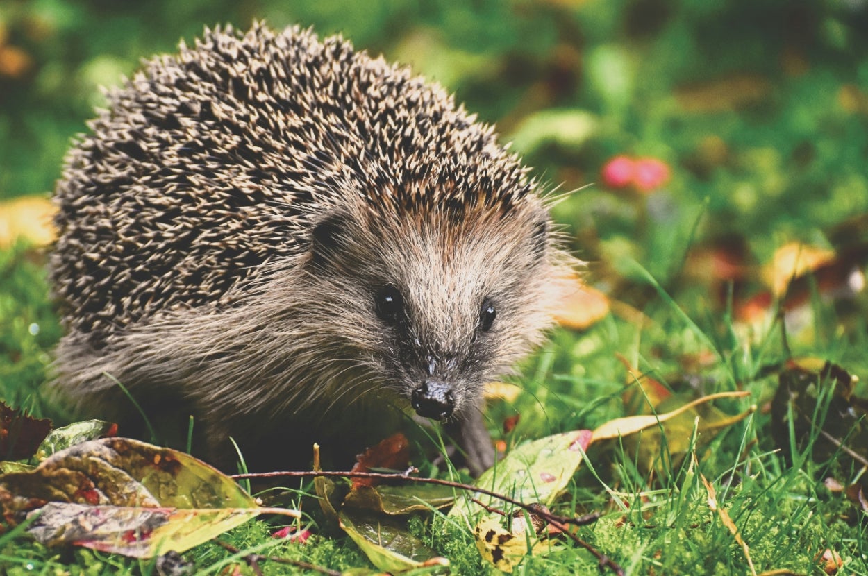 Hedgehog walking on grass among fallen leaves, with its spiky back and inquisitive face visible