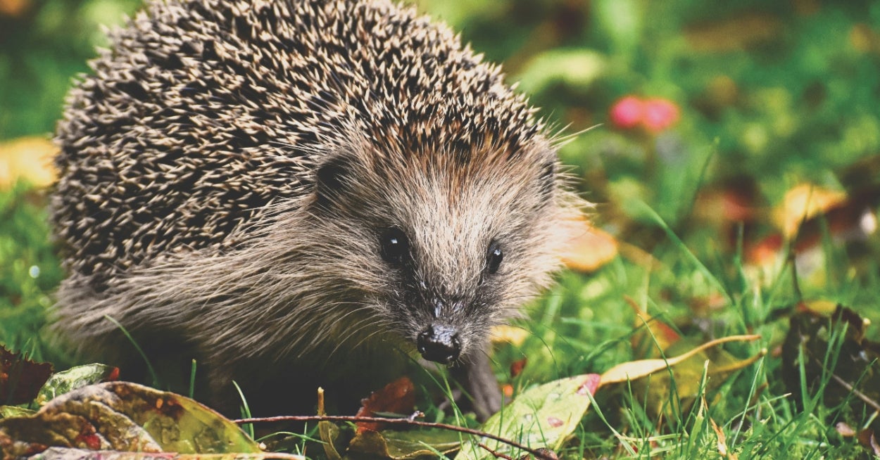 Which Adorable Animal Companion Matches Your Hibernation Style Based On Your Burrow?