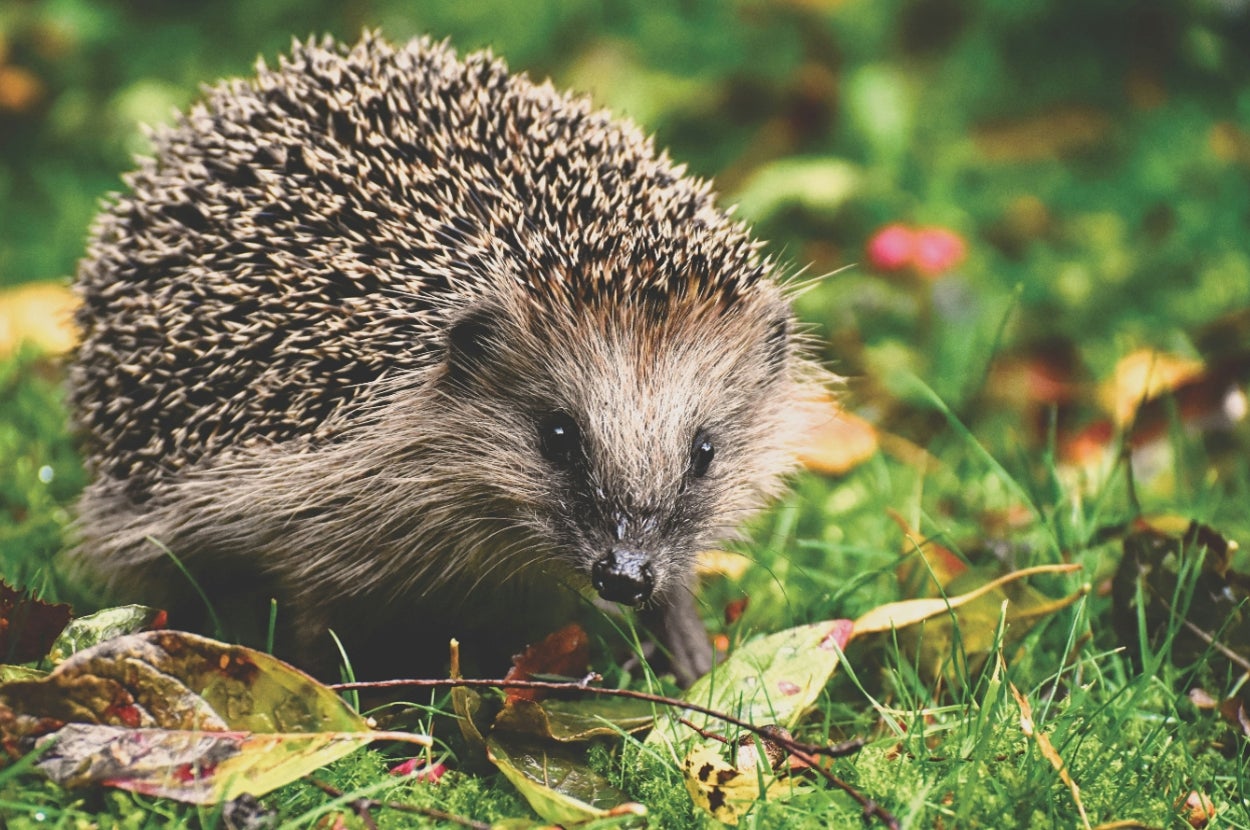 Plan Your Hibernation Burrow And I'll Give You A Critter To Snuggle With