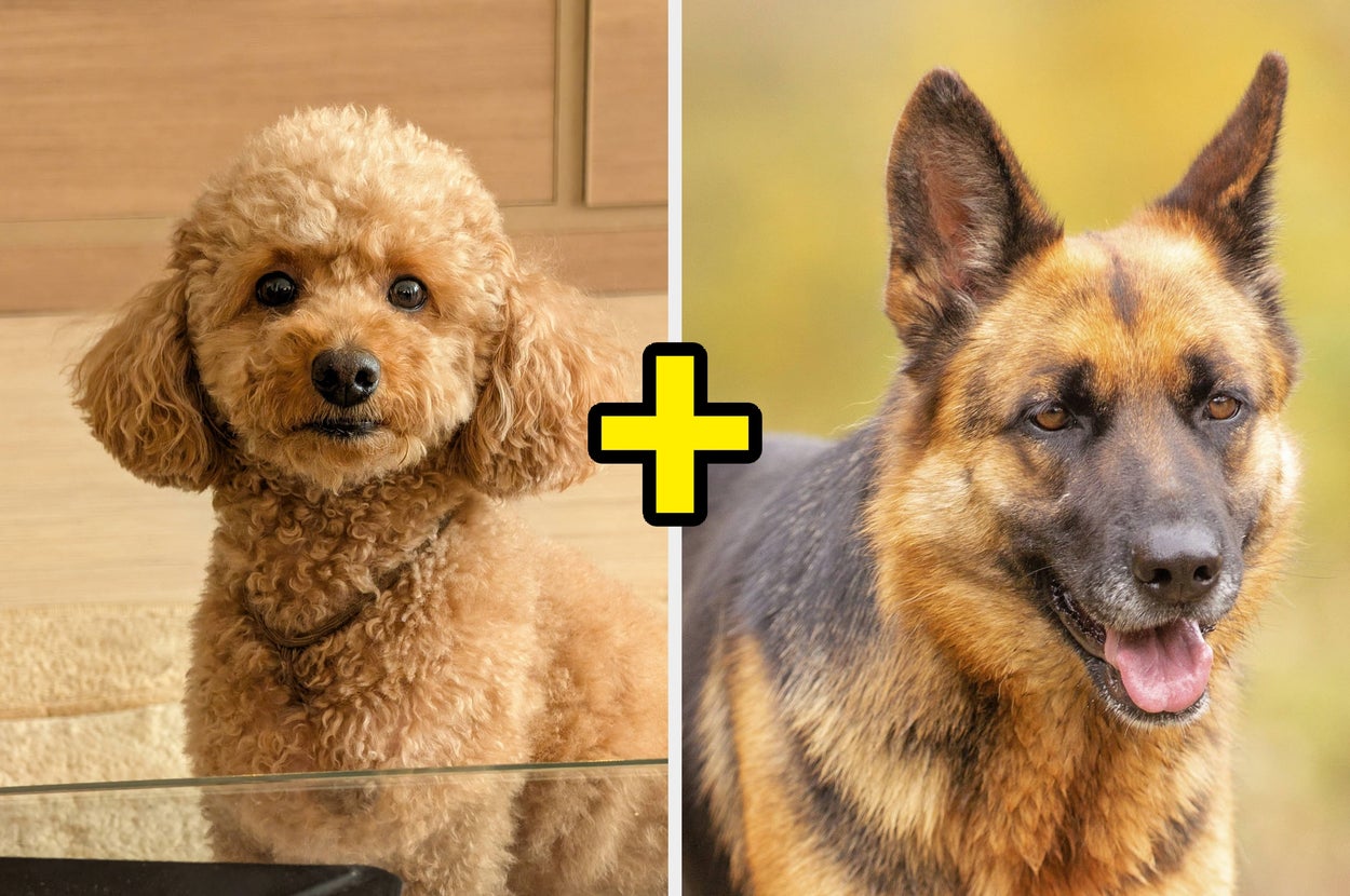Everyone’s Personality Is A Mix Between A Large Breed Of Dog And A Small Breed Of Dog — What’s Your Combo?