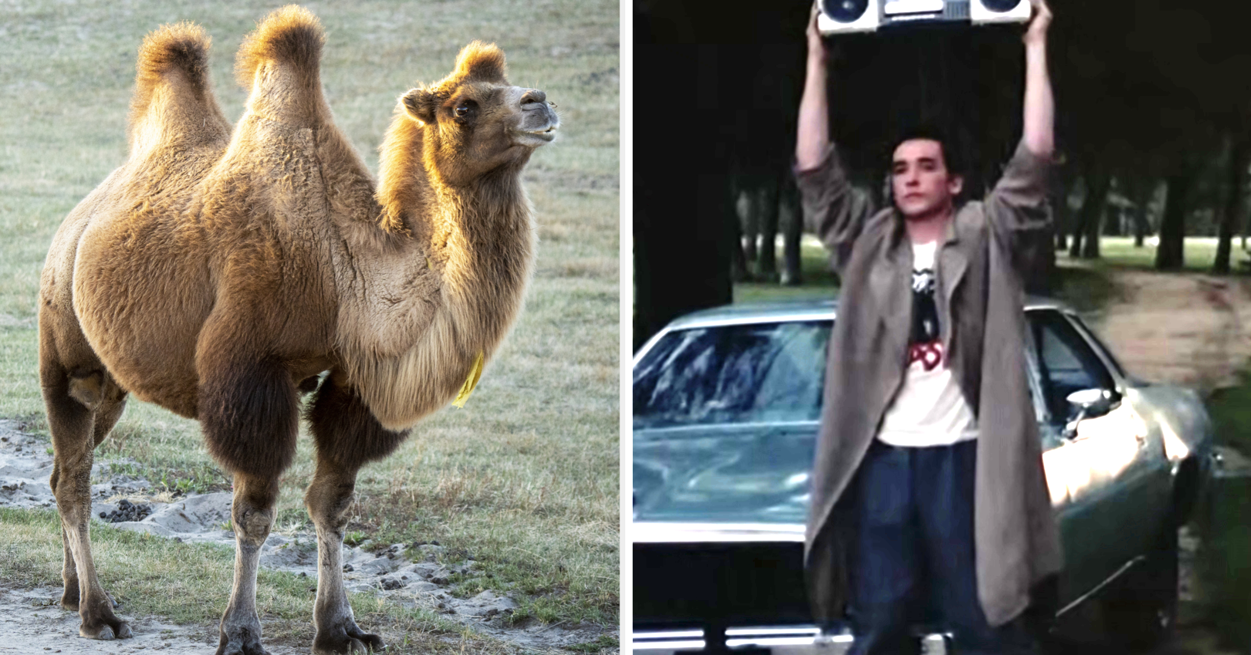35 General Knowledge Questions Every Average Adult Should Be Able To Answer