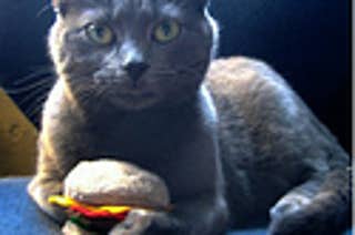 picture Haz Cheezburger Happy Cat buzzfeed news