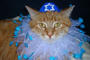 Cats Celebrating Hanukkah