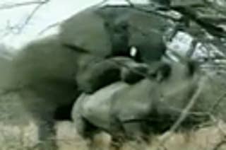 Do Elephants Rape Rhinos 