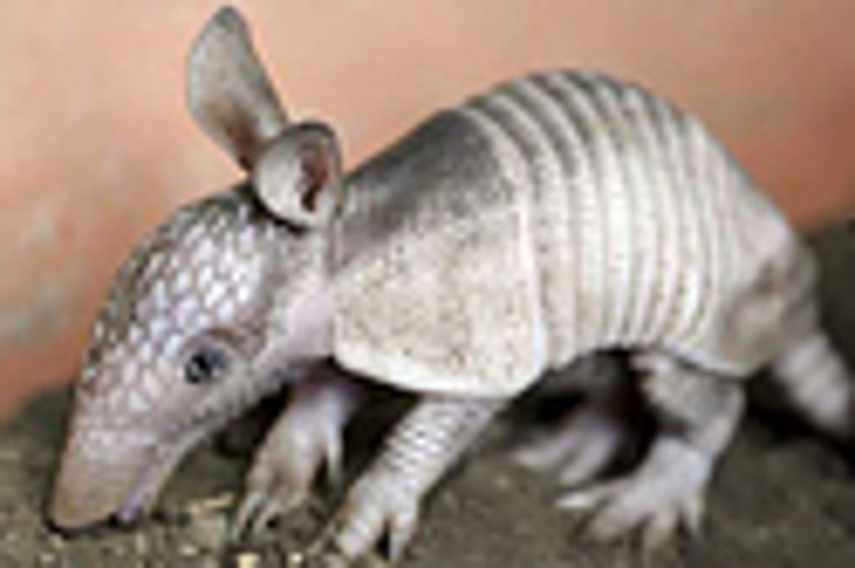 17 Images Of Adorable Baby Armadillos