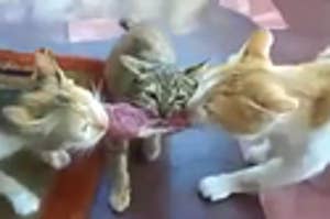 3 Angry Cats