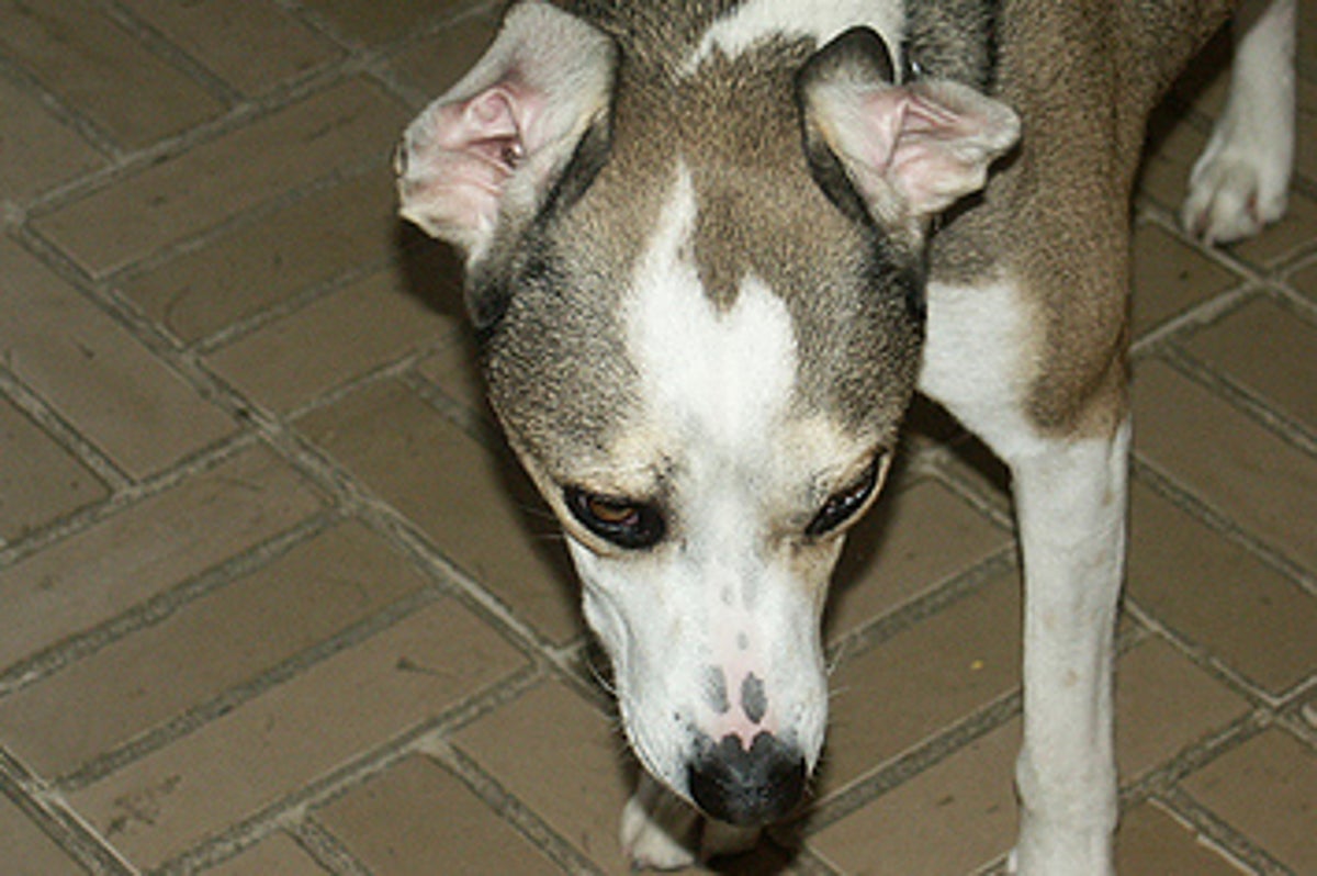 13 Dogs Dealing With Flipped Ears