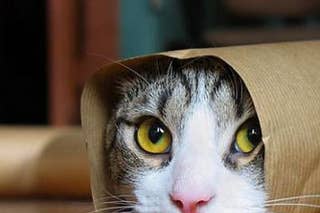Petsami Petsami On Buzzfeed