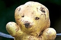 potato teddy bear
